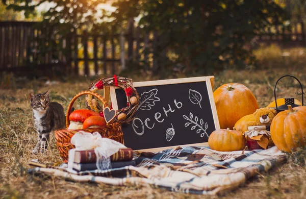 Sonbahar dekorasyonu açık havada ve kedi