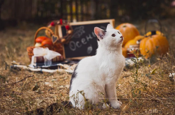 Sonbahar dekorasyonu açık havada ve