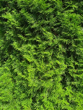 Thuja yaprakları gün ışığında