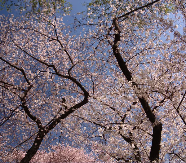 Fleurs dans les arbres — Photo