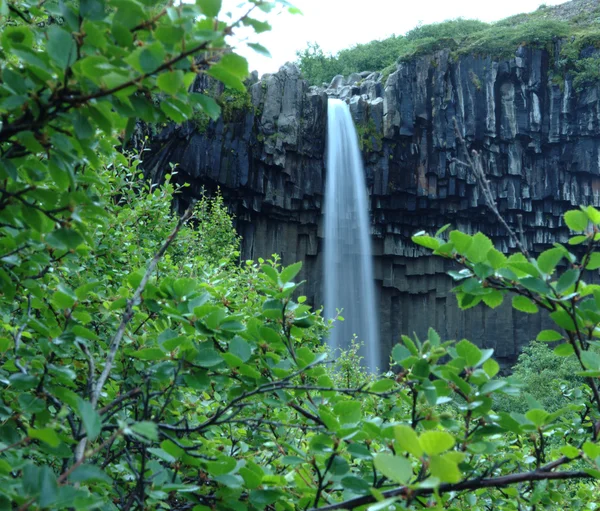 Svartifoss waterfalls behind bushes in Iceland Stock Image