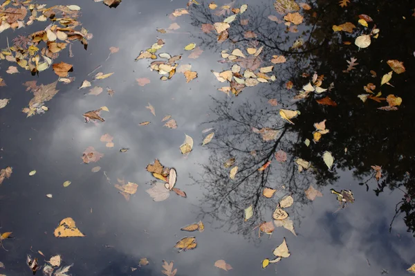 Réflexion d'automne dans l'eau — Photo