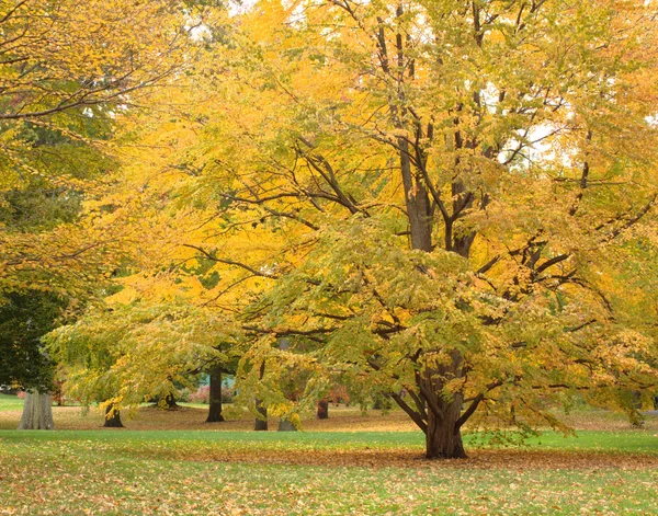 Herbstfarben auf Bäumen — Stockfoto