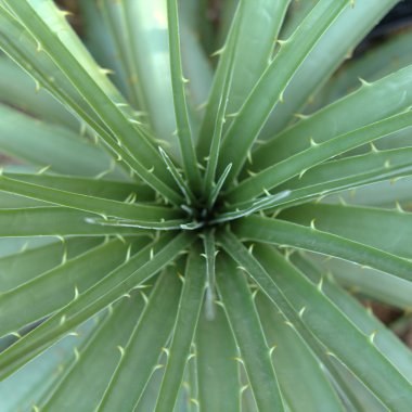 Agave plant in desert clipart