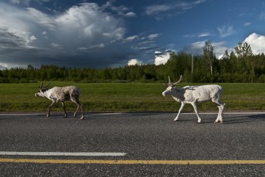 İskandinav Ren geyiği