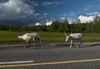 İskandinav Ren geyiği