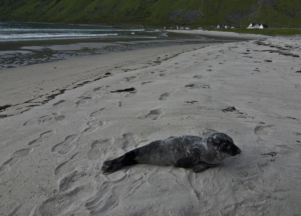 Foca de piel en la playa de Noruega — Foto de Stock