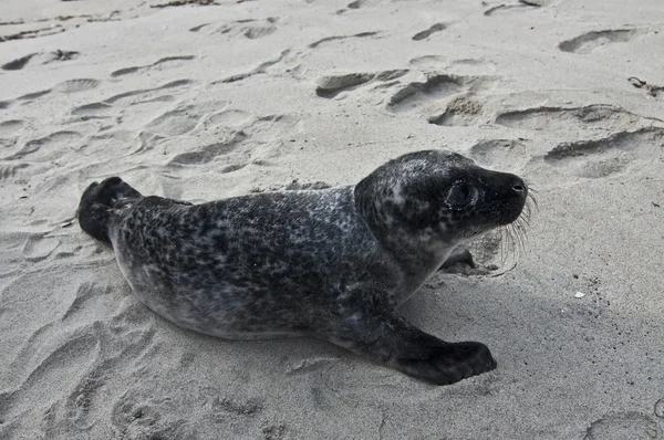 Foca de pele na praia na Noruega — Fotografia de Stock