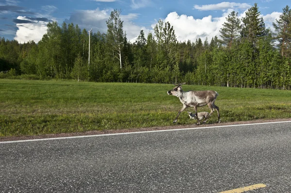 斯堪的纳维亚的驯鹿 — 图库照片
