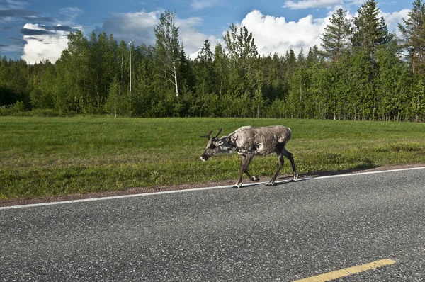 斯堪的纳维亚的驯鹿 — 图库照片