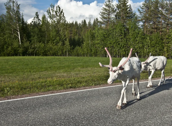 İskandinav Ren geyiği