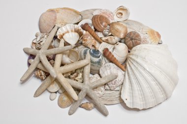 Dekorasyon, deniz yıldızı ve kabuk