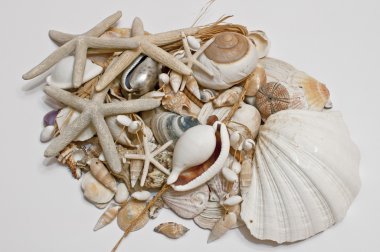 Dekorasyon ile deniz hayvanı kabuğu