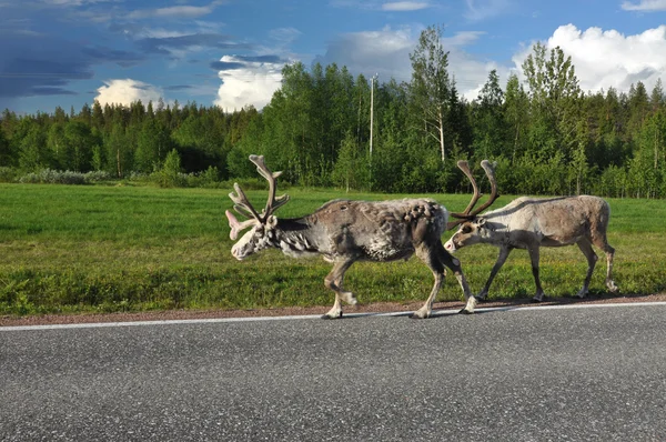 Reindeers