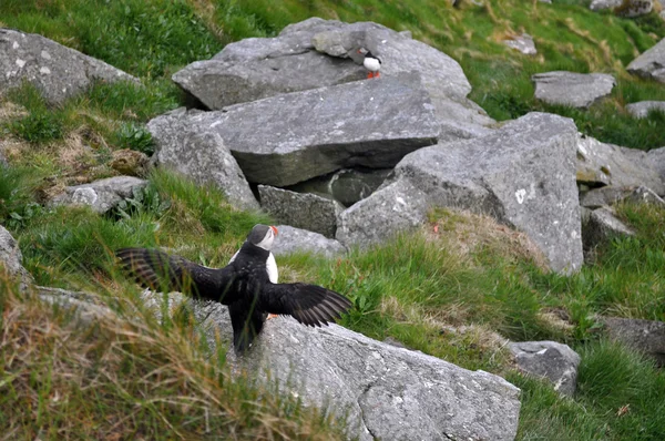 The Atlantic puffin — Stock Photo, Image