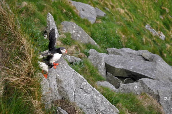 The Atlantic puffin — Stock Photo, Image