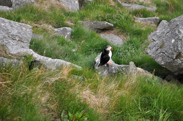 The Atlantic puffin — Stock Photo, Image