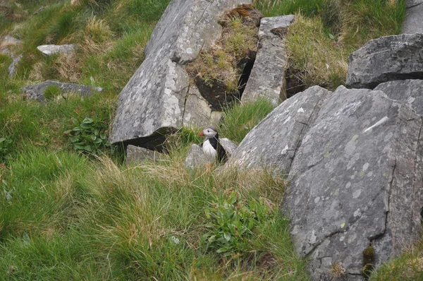 The Atlantic puffin — Stock Photo, Image