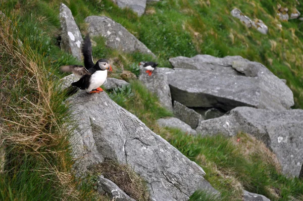 The Atlantic puffin — Stock Photo, Image