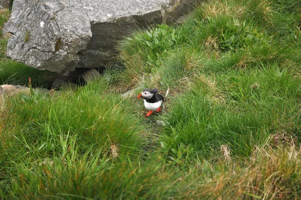 The Atlantic puffin — Stock Photo, Image