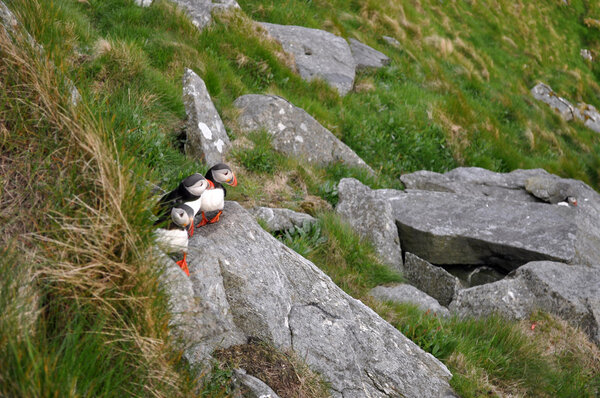 The Atlantic puffin