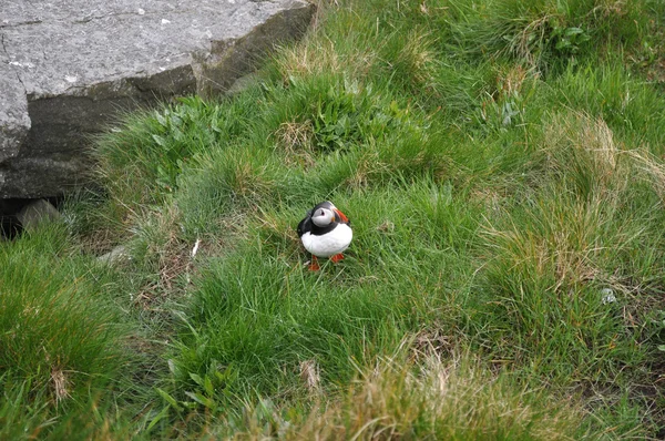 The Atlantic puffin — Stock Photo, Image