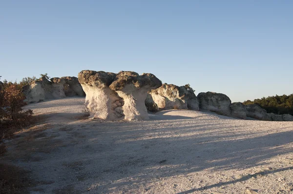 Bulgaristan. Taş mantar