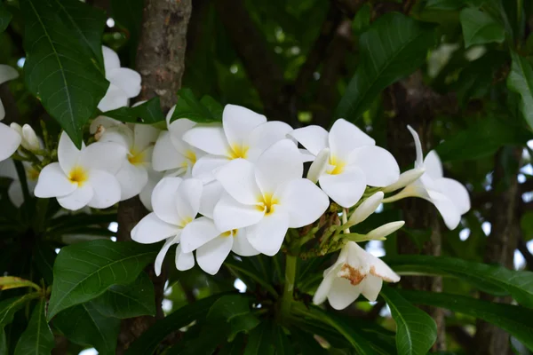Plumeria/Frangipani çiçekler