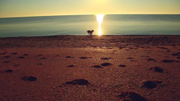 Silhouet van sport actieve man uitgevoerd en uitoefenen op het strand bij zonsondergang. — Stockvideo