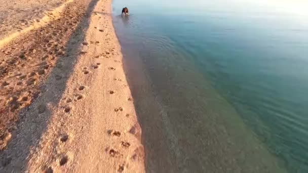 Dog running towards camera in the sea — Stock Video