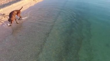 Alman Shorthaired ibre oynama ve sahilde su sıçramasına