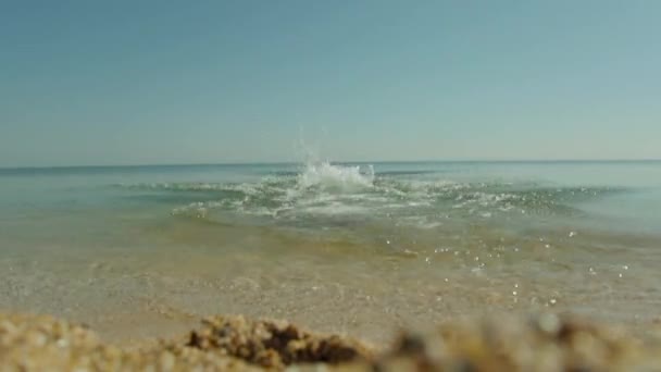 Deutscher Kurzhaarzeiger spielt mit einem Stock im Meer — Stockvideo