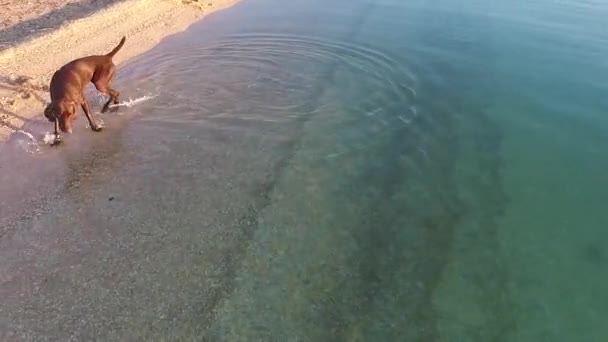 Deutscher Kurzhaarzeiger spielt und planscht im Wasser am Strand — Stockvideo