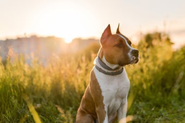 Amerikan gönüllü asker personel yönetim bölgesi