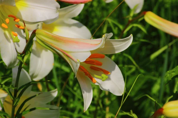 Garden white Lily — Stock Photo, Image