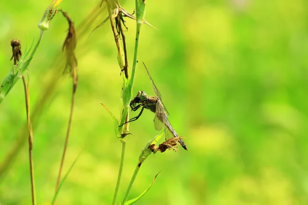 蜻蜓抓住了一只苍蝇, 吃了它 — 图库照片