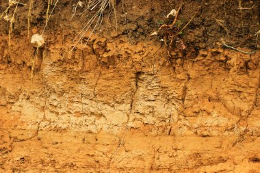toprak katmanları dikey bir bölümünü