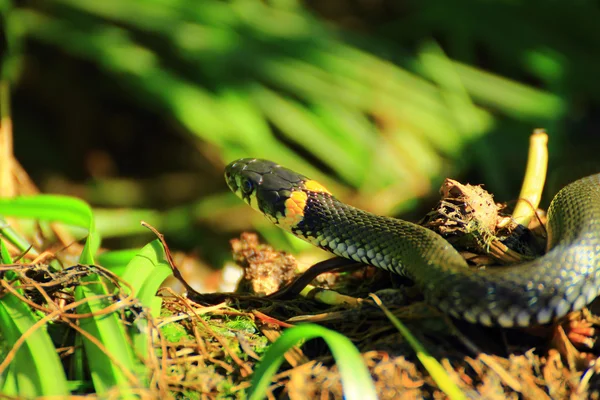 Curva del serpente — Foto Stock