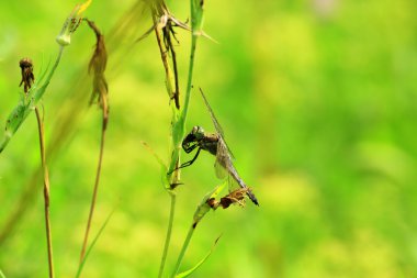 yırtıcı yusufçuk ve kurbanını