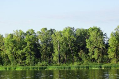 bol yeşil bitki örtüsü ile Nehri