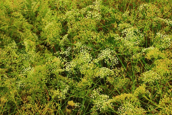 Çalılıkları çiçekli meadows — Stok fotoğraf