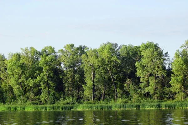 Brzegu rzeki z bujna roślinność zielony — Zdjęcie stockowe