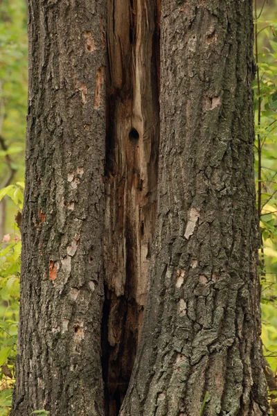 Структура дерев осики — стокове фото