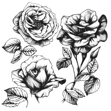 Detaylı çizilmiş güller.