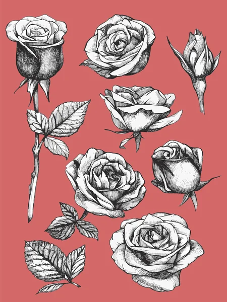 Hand drawn roses. — Stock Photo, Image