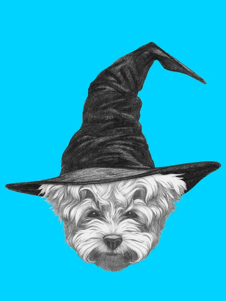 Retrato de maltês Poodle com chapéu de bruxa . — Fotografia de Stock