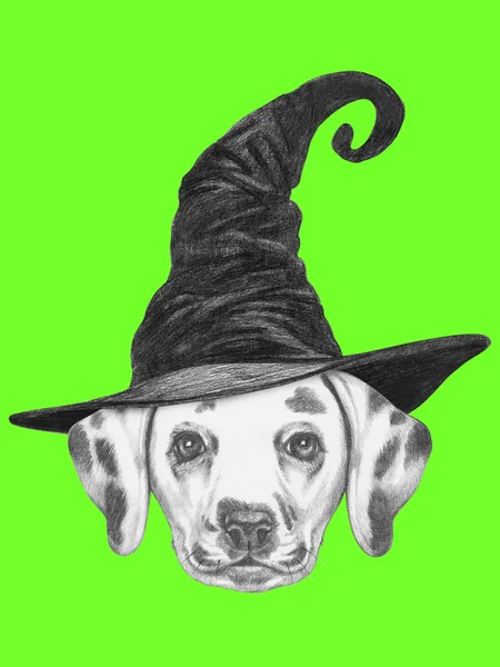 Portrait of Dalmatian dog with witch hat. — Stock Photo, Image