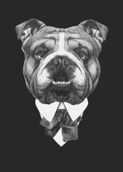 Ritratto di Bulldog inglese in tuta . — Foto Stock