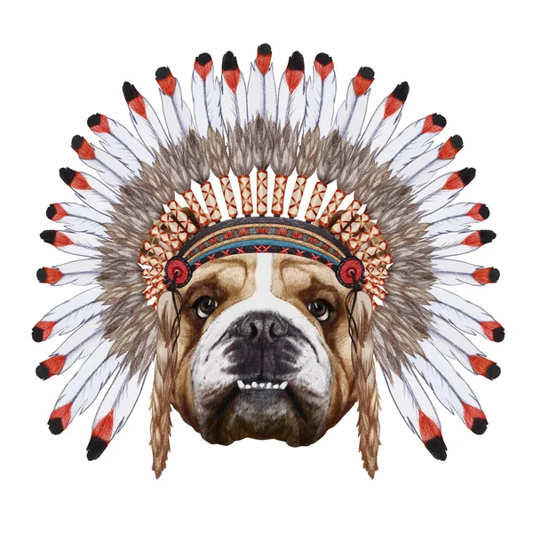 Porträtt av engelska Bulldog i war bonnet. — Stockfoto