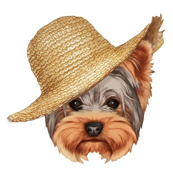 Portrait de Yorkshire Terrier Chien avec chapeau de paille . — Photo